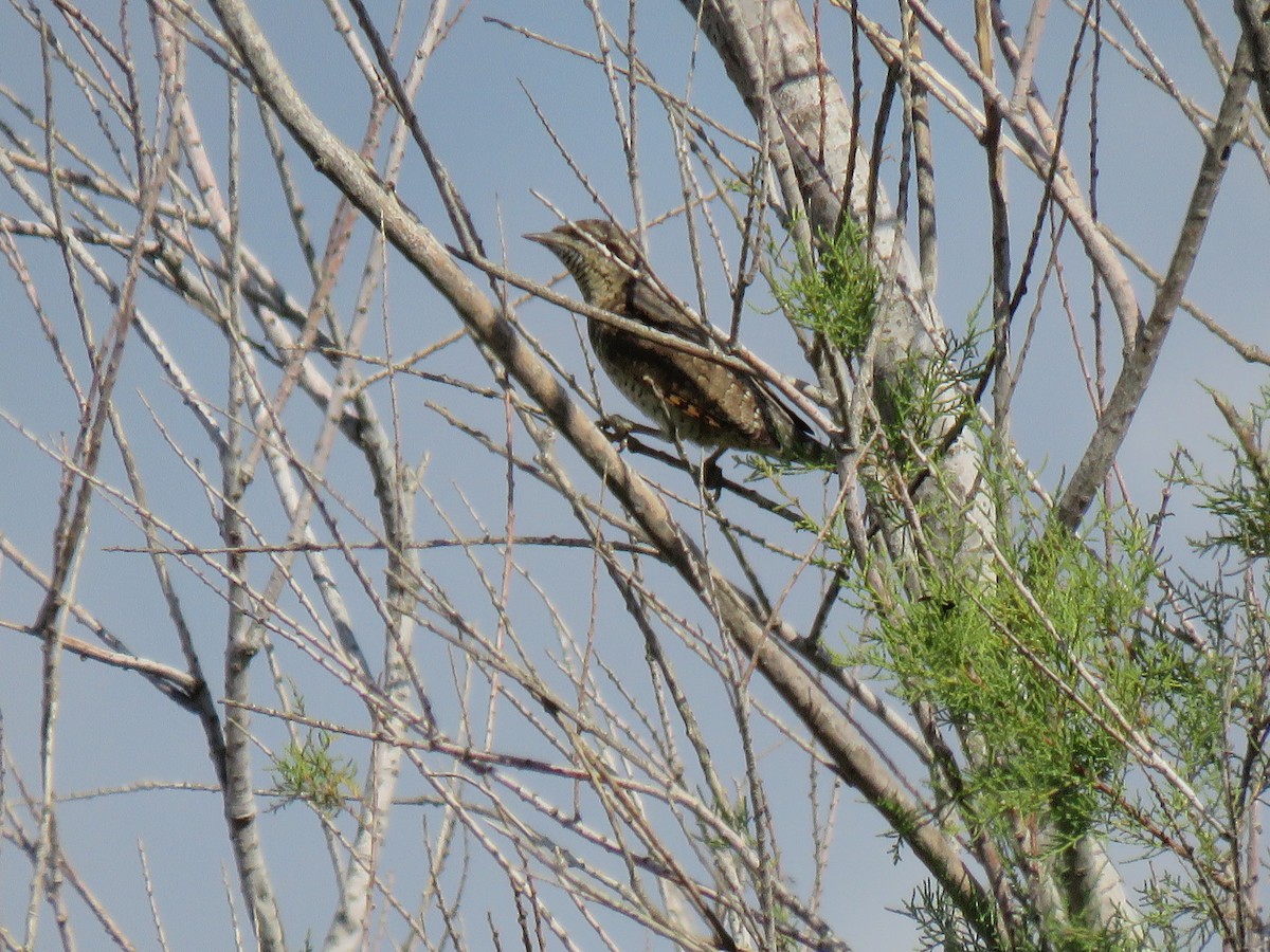 Eurasian Wryneck - ML119511411