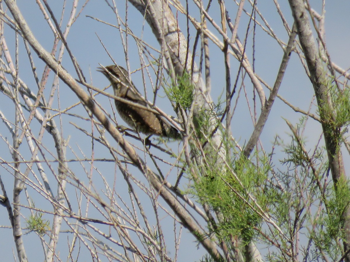 Eurasian Wryneck - ML119511421