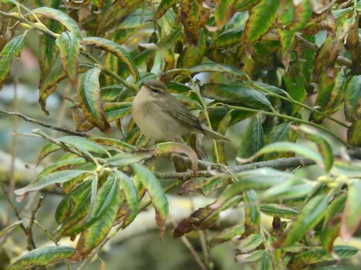 Dusky Warbler - ML119511501