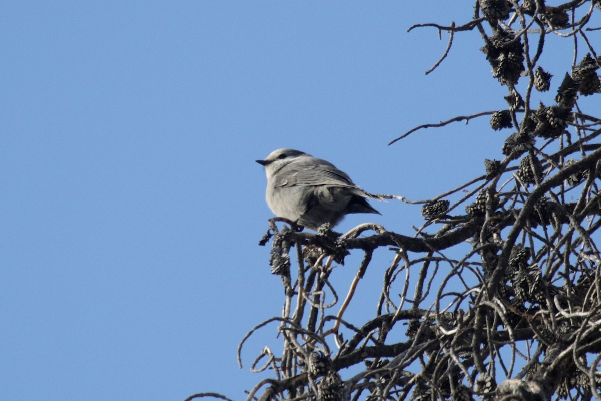 Canada Jay - ML119511751