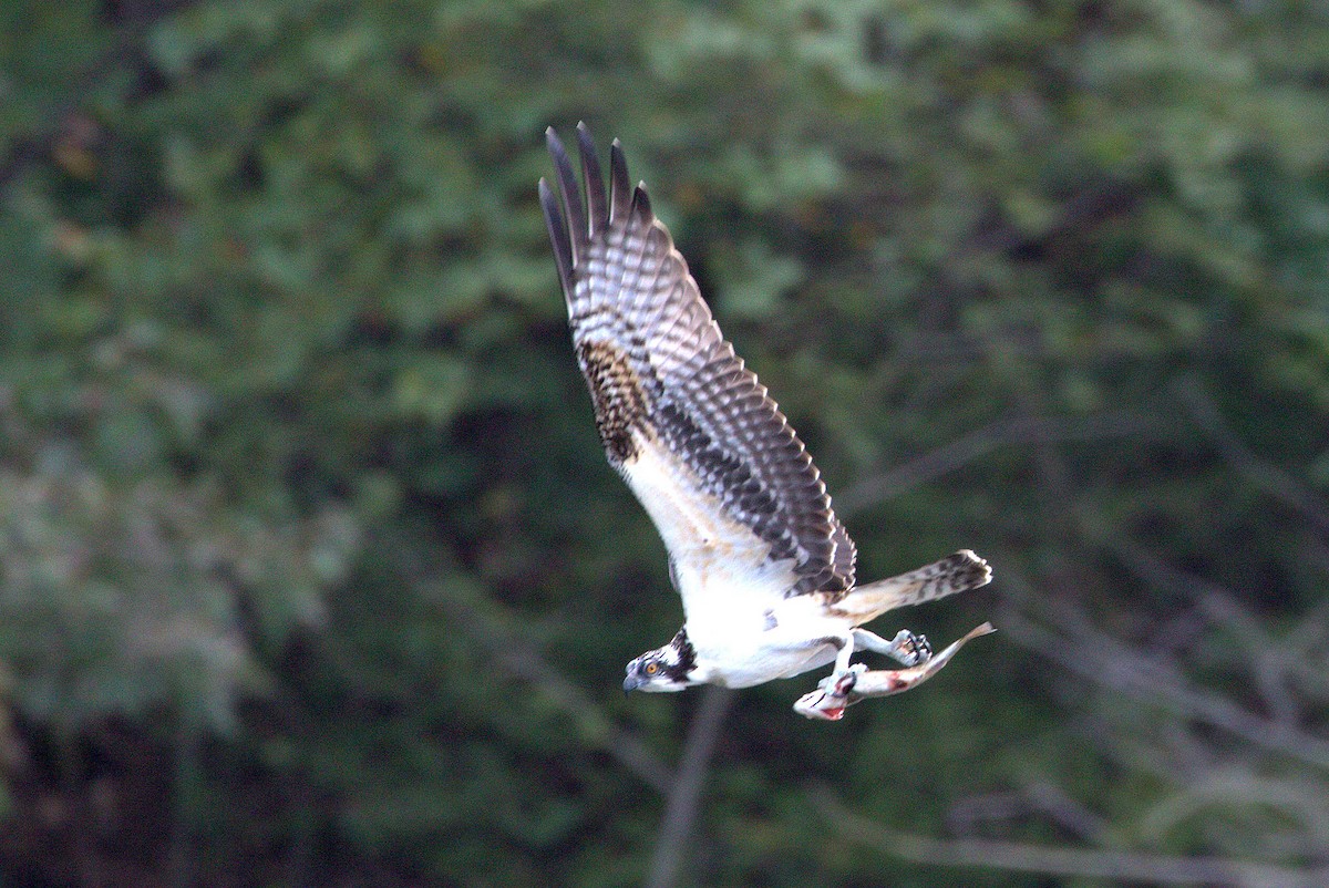 Osprey - ML119512691