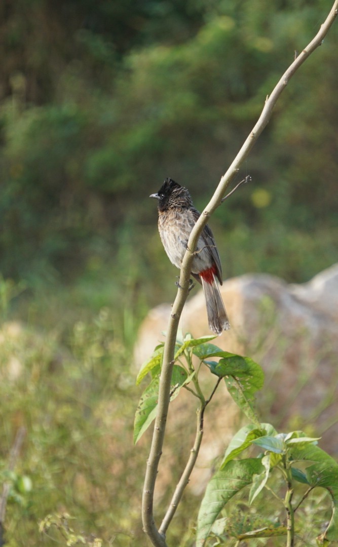 Red-vented Bulbul - ML119514711