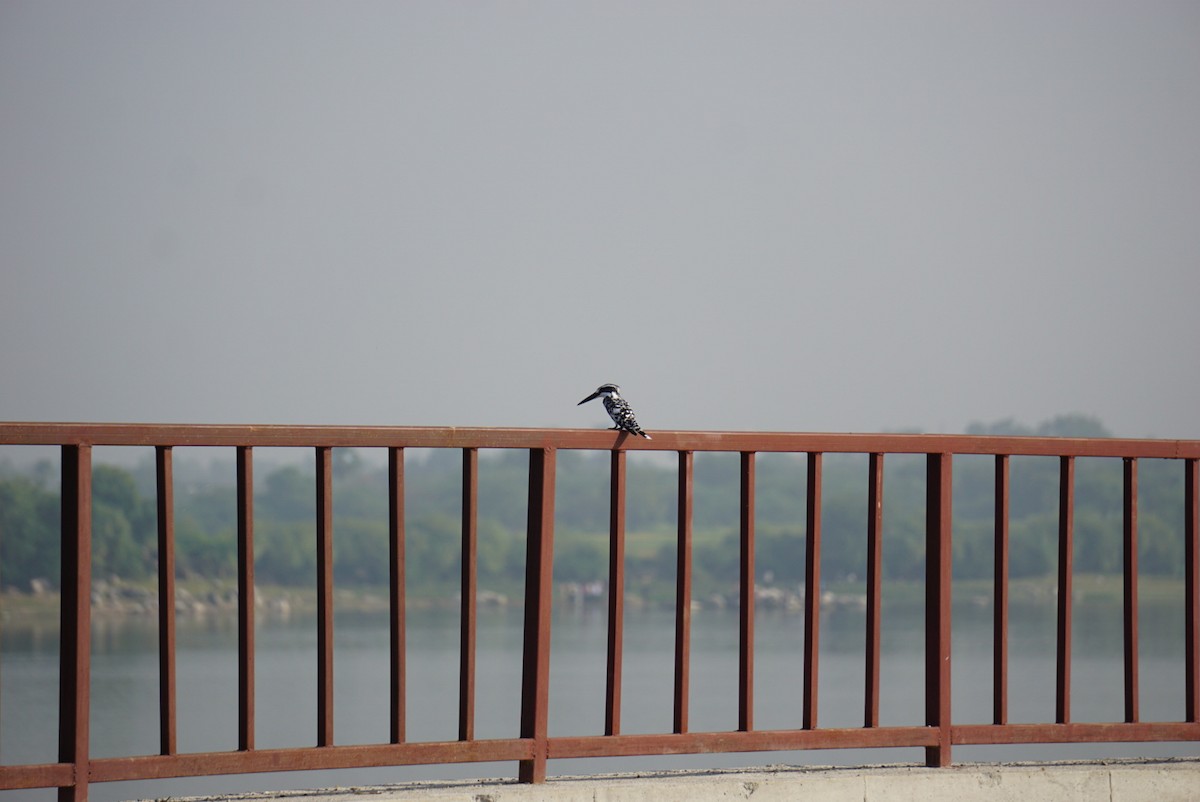 Pied Kingfisher - ML119514751