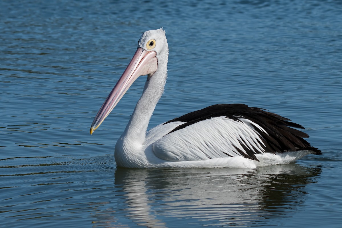 pelikán australský - ML119515051