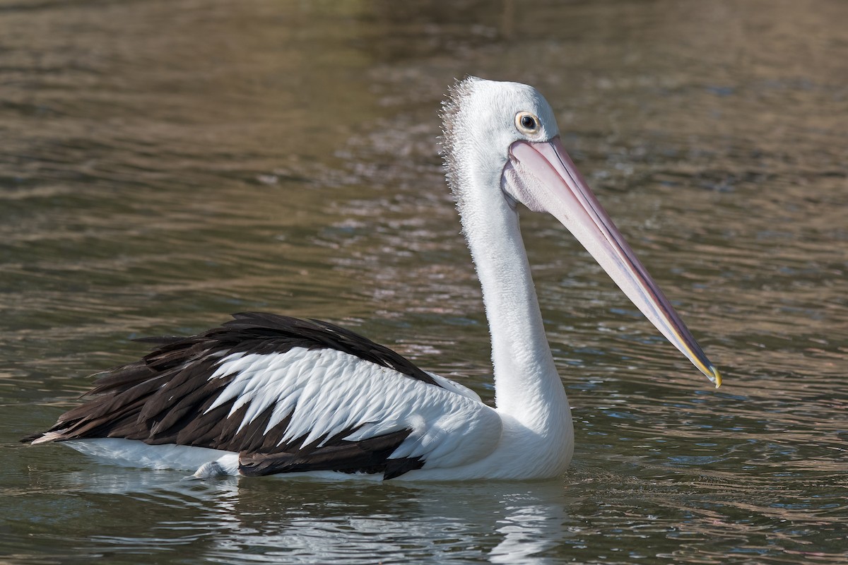 pelikán australský - ML119515281