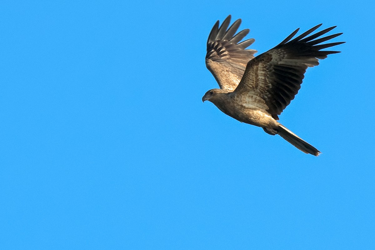 Whistling Kite - ML119515311