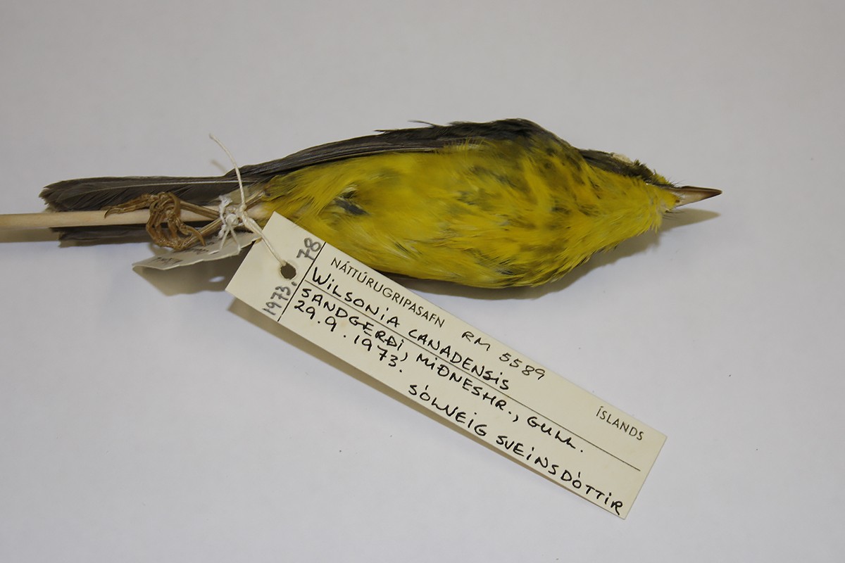 Canada Warbler - ML119515751