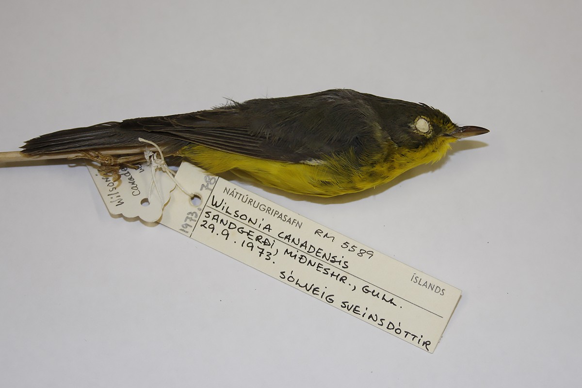 Canada Warbler - ML119515771