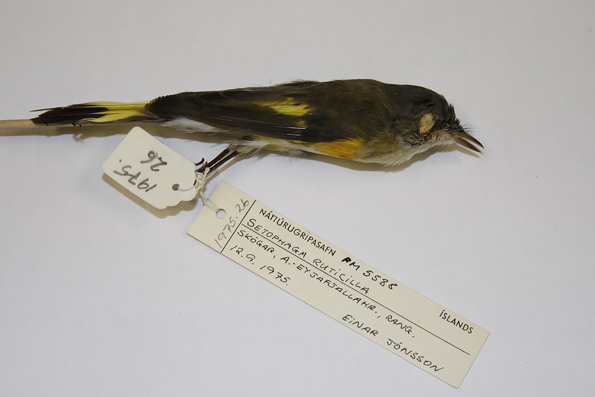 American Redstart - ML119515971
