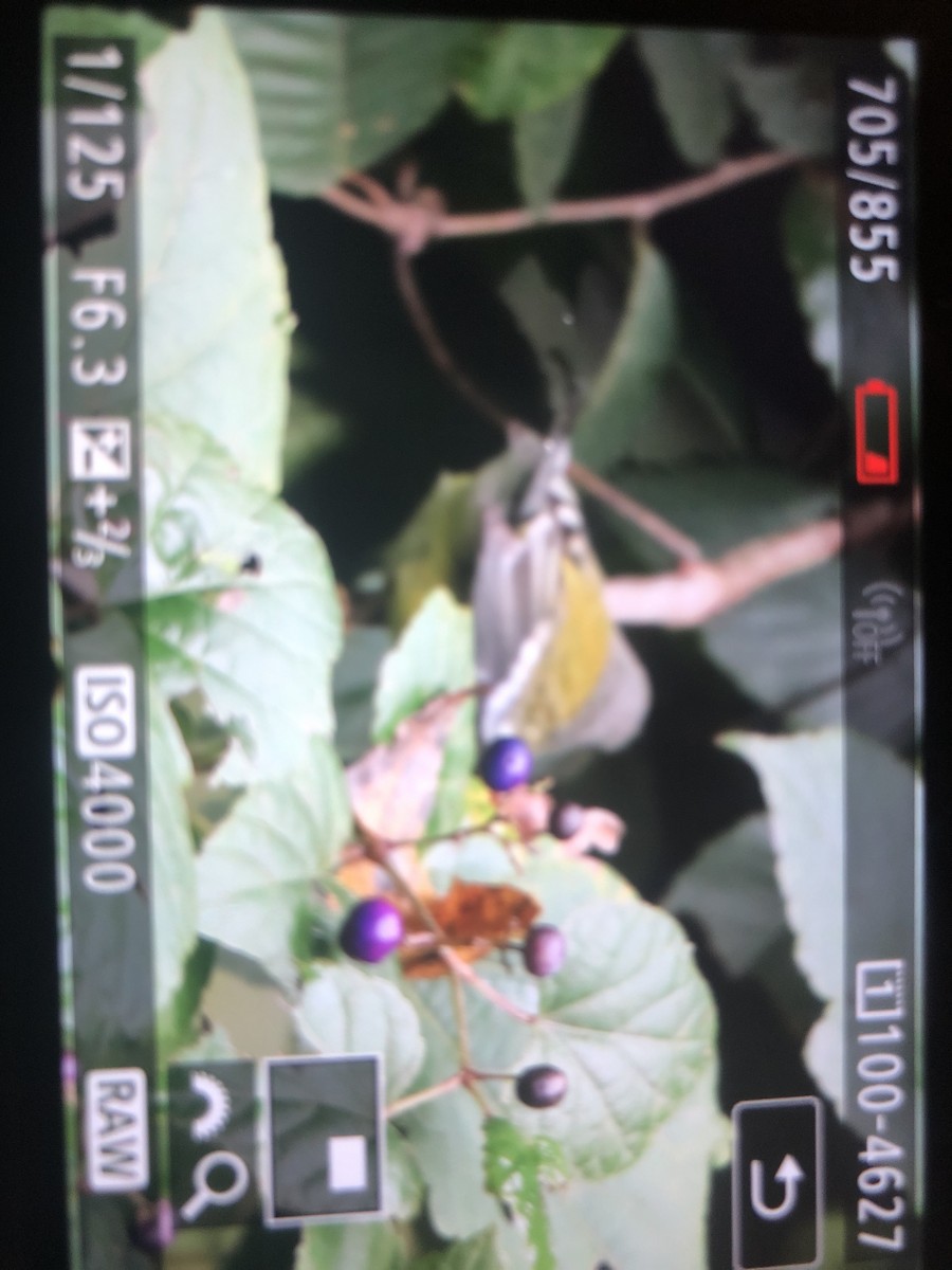 Magnolia Warbler - ML119516221