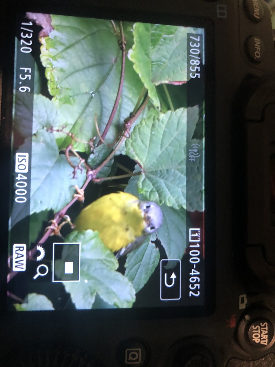Magnolia Warbler - ML119516231