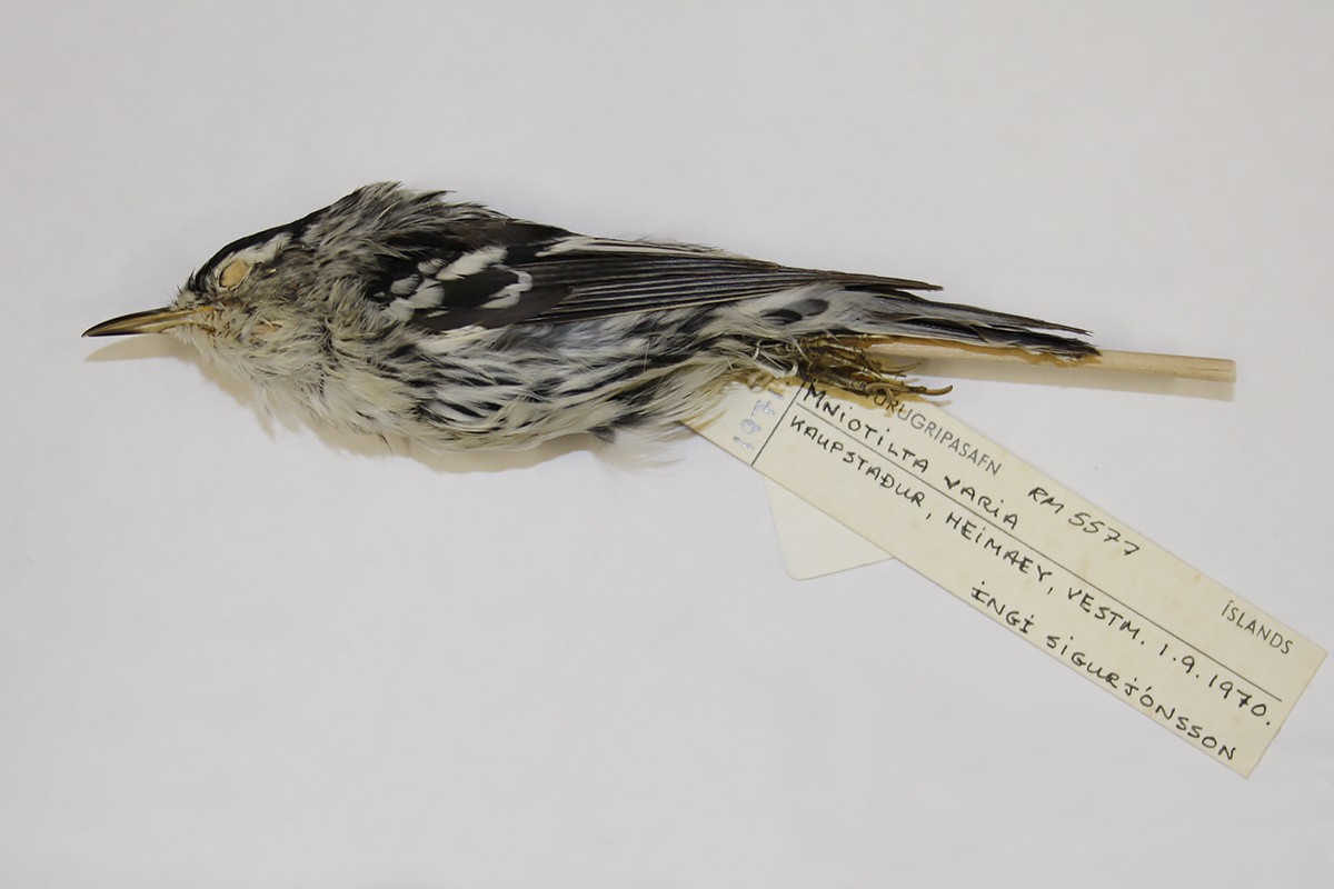 Black-and-white Warbler - Flækingsfuglanefnd / Icelandic Rarities Committee Data