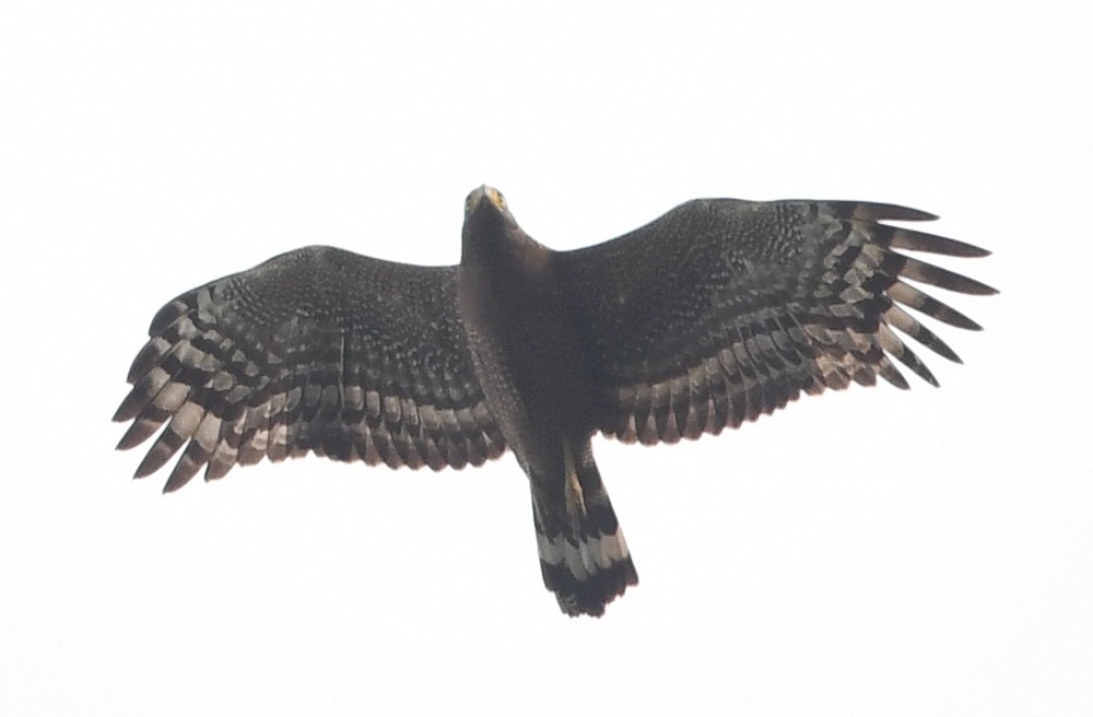 Crested Serpent-Eagle - ML119517041