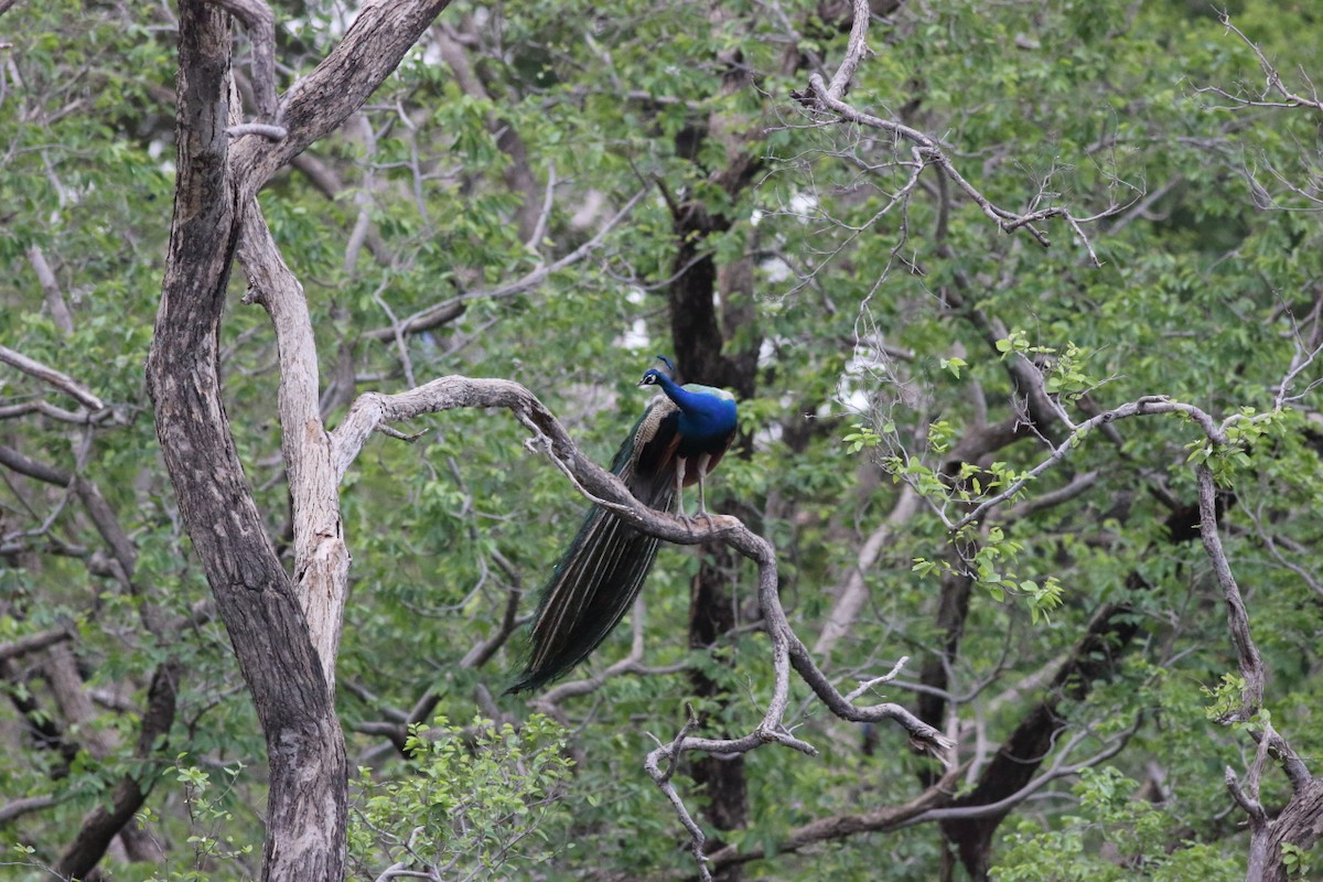 Indian Peafowl - Chinmay Rahane