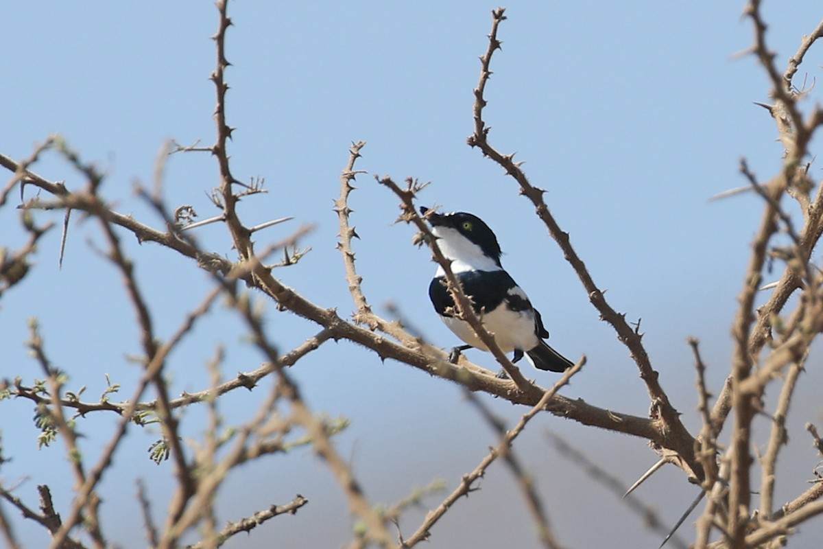 Chinspot Batis - ML119517281