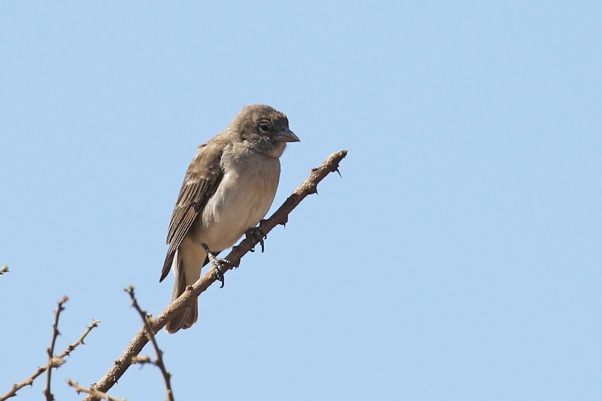 Yellow-spotted Bush Sparrow - Charley Hesse TROPICAL BIRDING