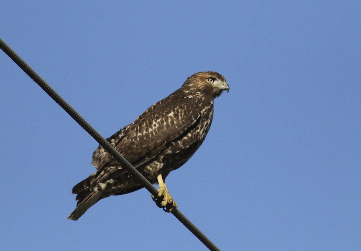 Red-tailed Hawk - ML119518341