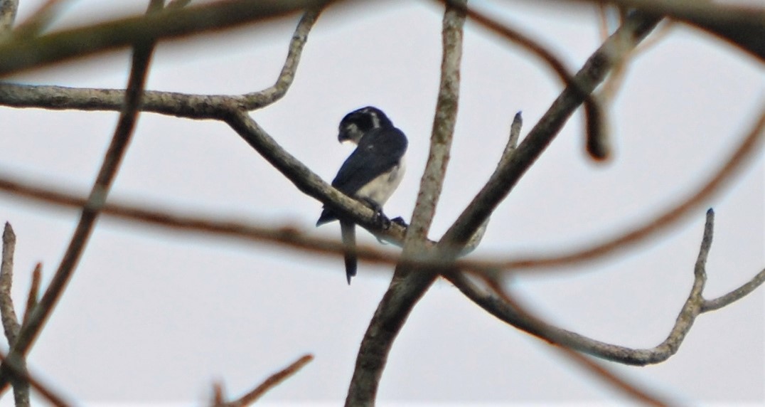 Pied Falconet - ML119518721