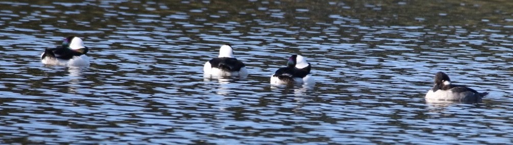 Bufflehead - Jim Grieshaber