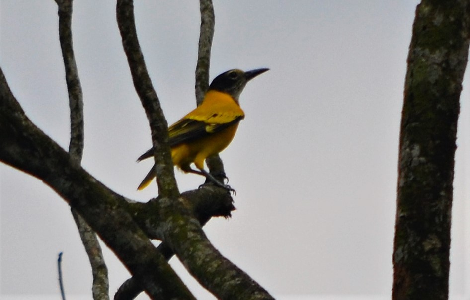 Black-hooded Oriole - ML119518921