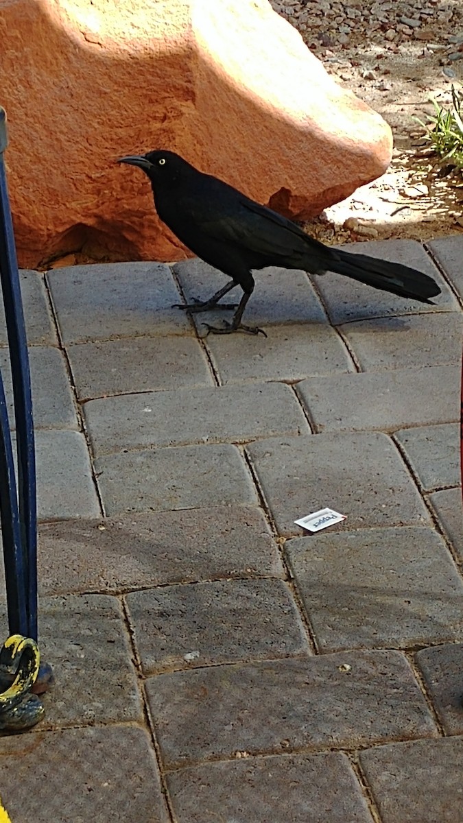 Great-tailed Grackle - ML119519021