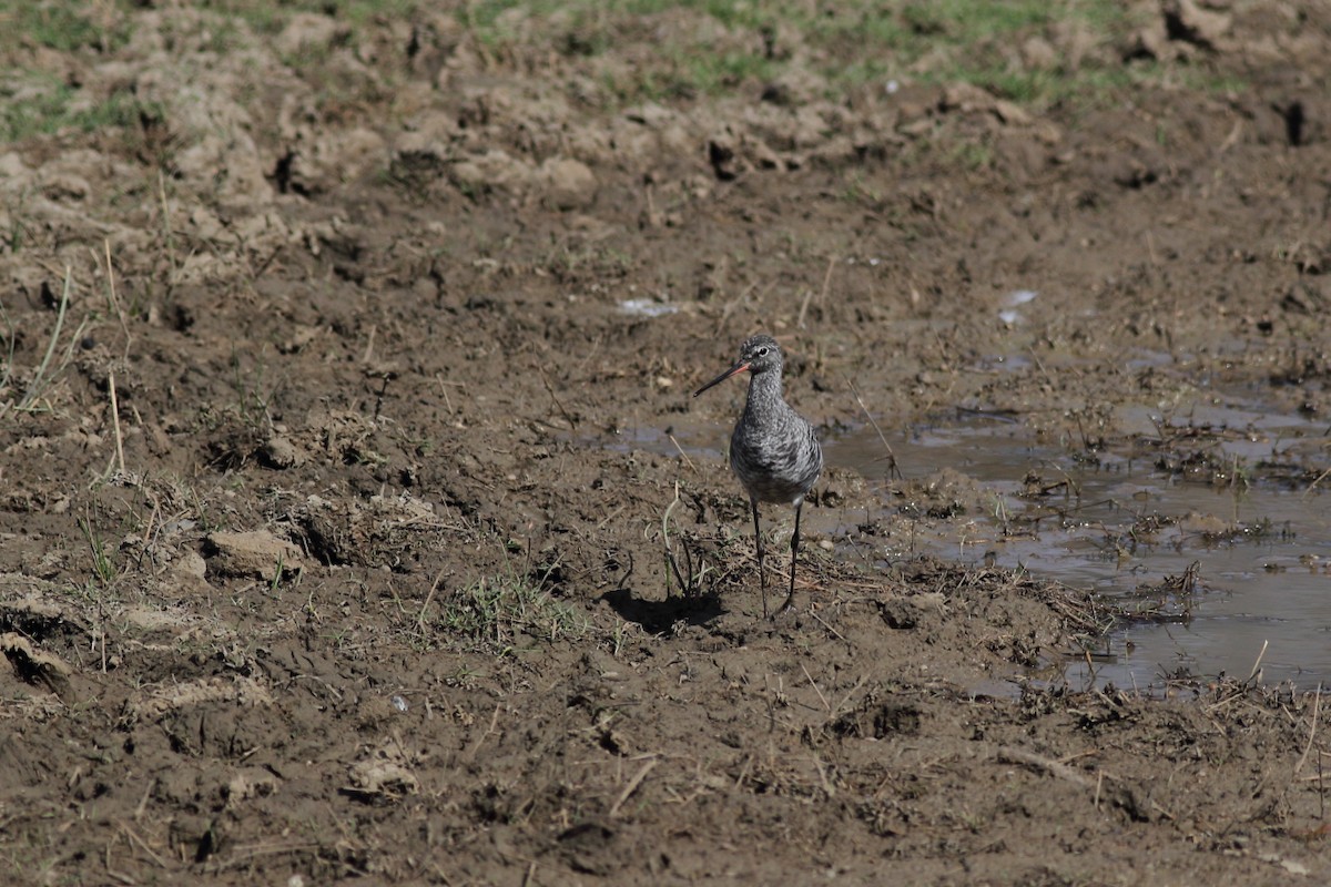Spotted Redshank - ML119519041