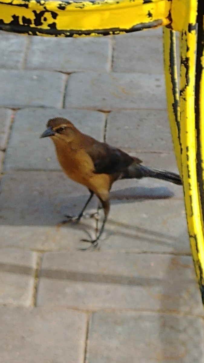 Great-tailed Grackle - ML119519131