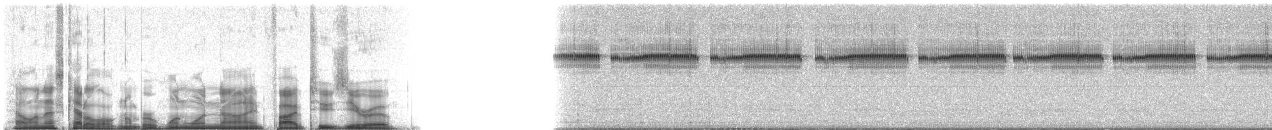 confused ground cricket - ML119520