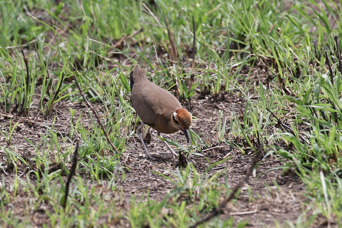 Temminck's Courser - ML119520811