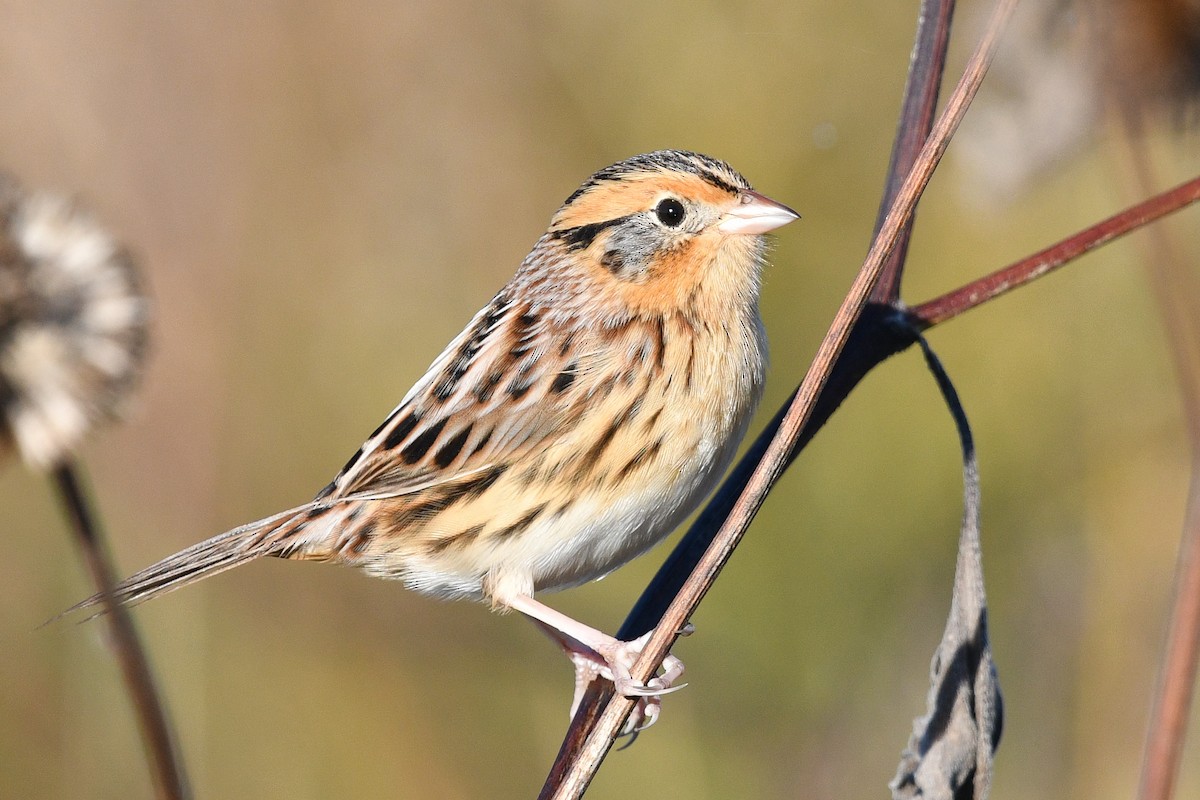 LeConte's Sparrow - ML119521151