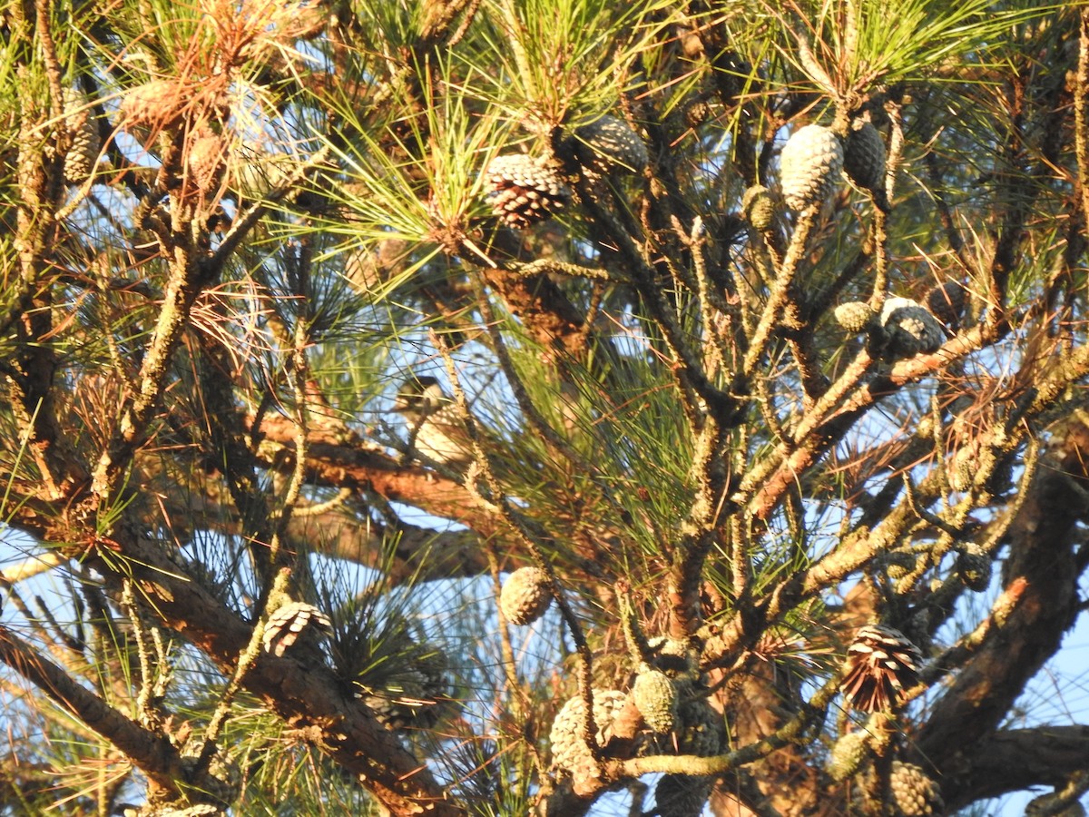 Red-cockaded Woodpecker - ML119522991