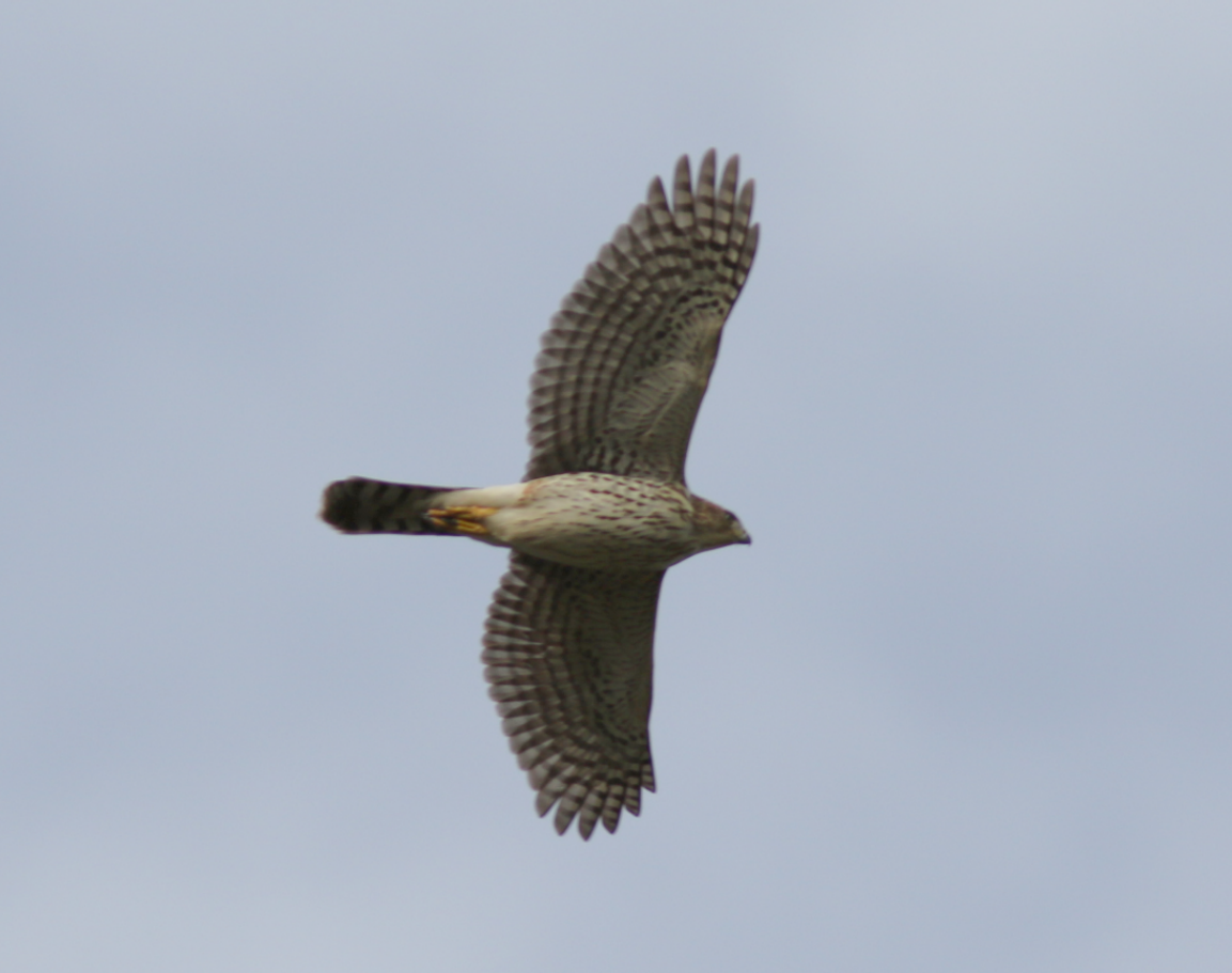 Cooper's Hawk - ML119523801