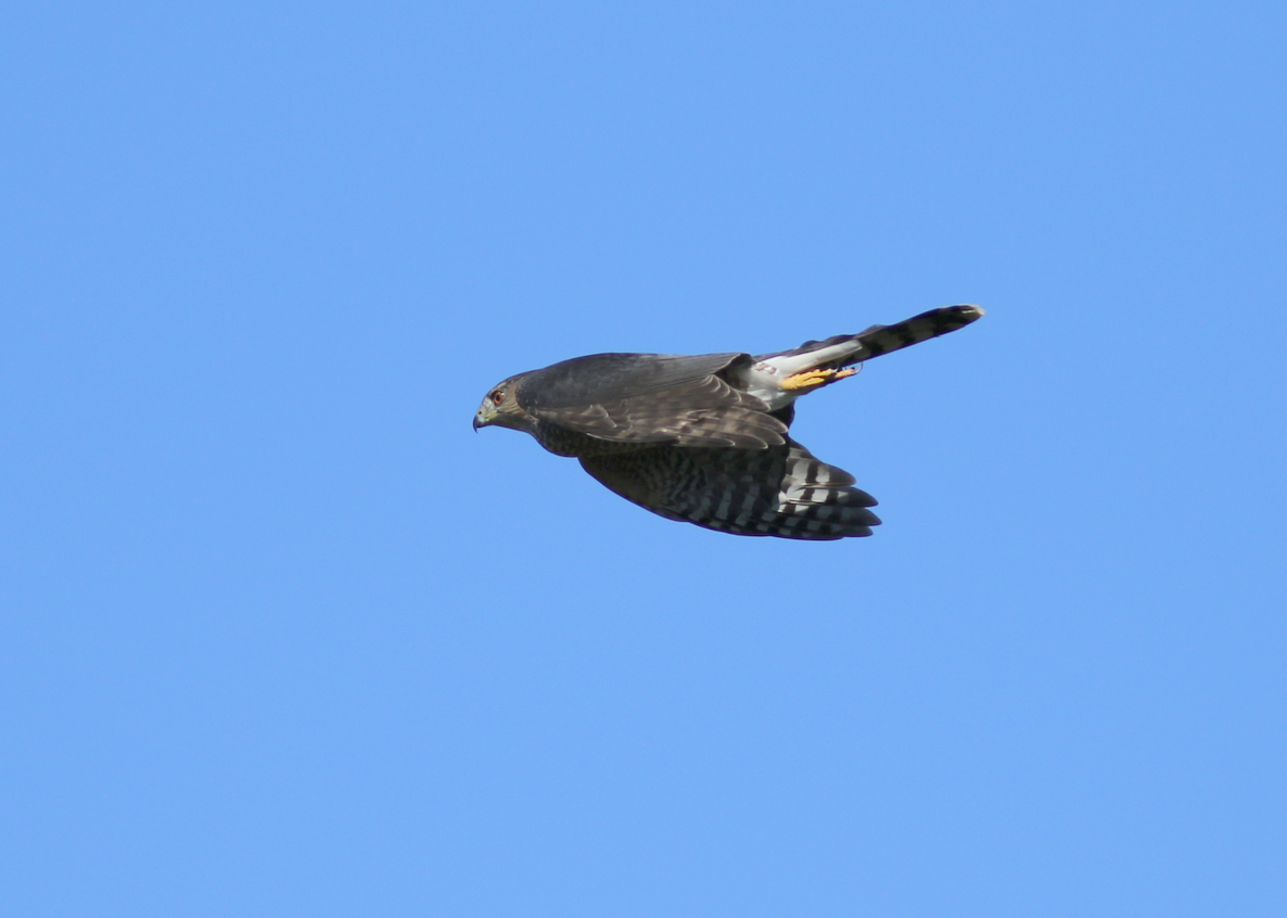 Cooper's Hawk - ML119523821