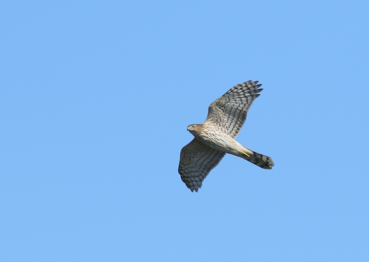 Cooper's Hawk - ML119523841