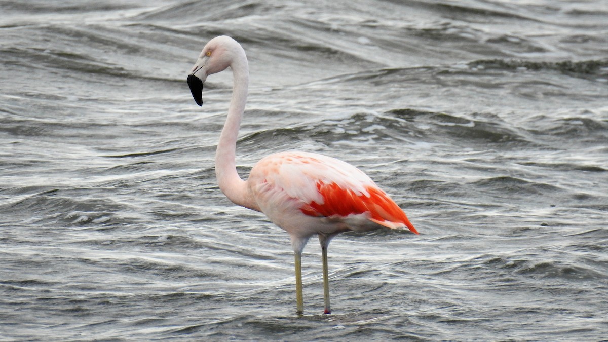 Chilean Flamingo - ML119526511