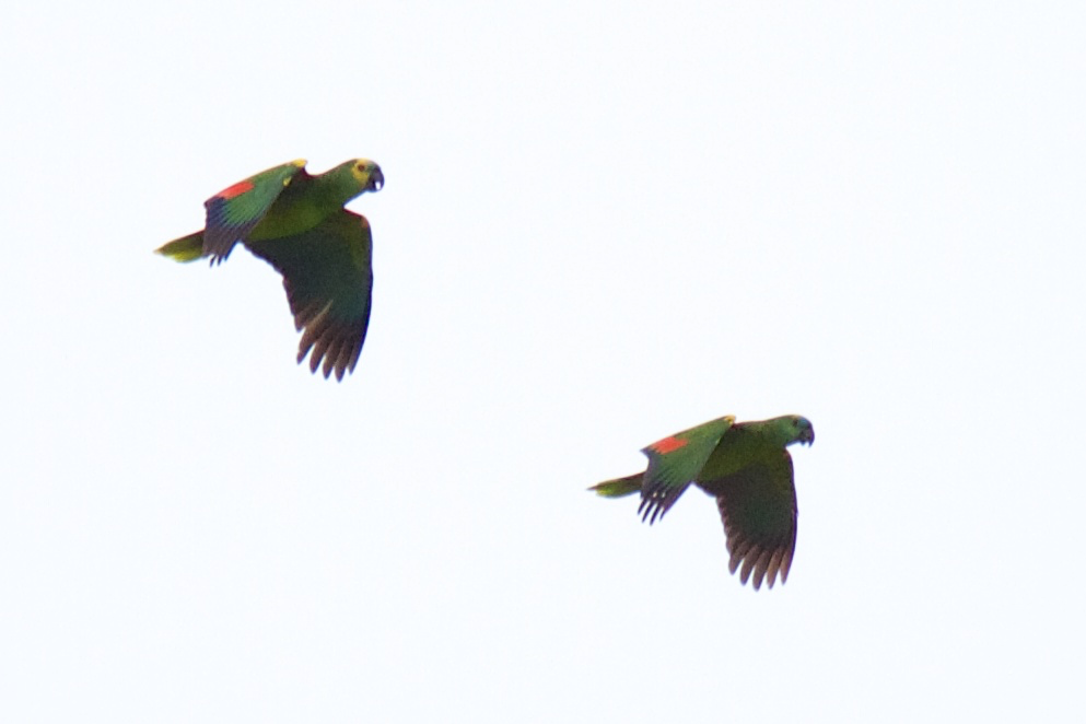 Turquoise-fronted Parrot - ML119527991