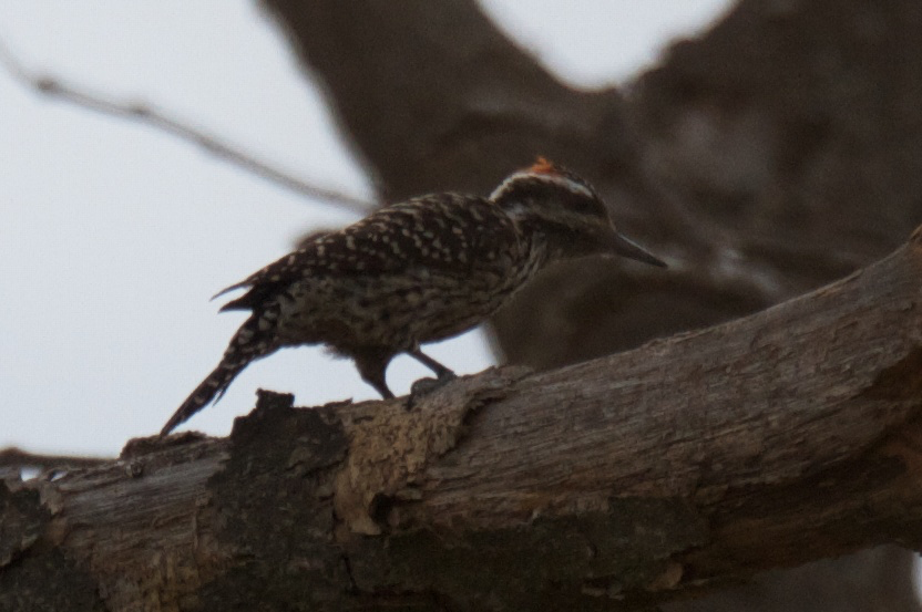 Striped Woodpecker - ML119528041