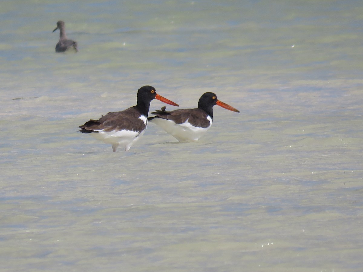 American Oystercatcher - ML119528091