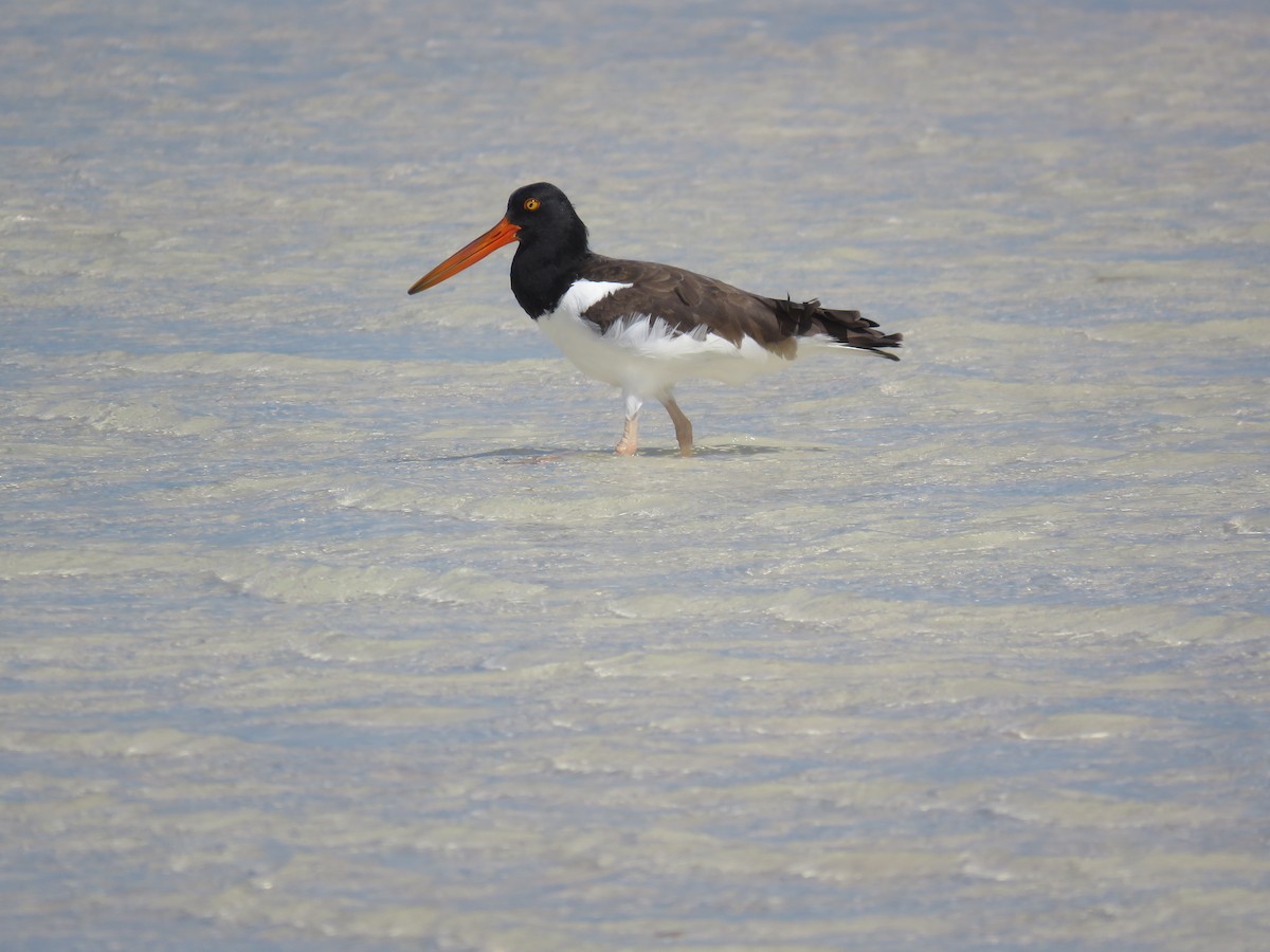 American Oystercatcher - ML119528111