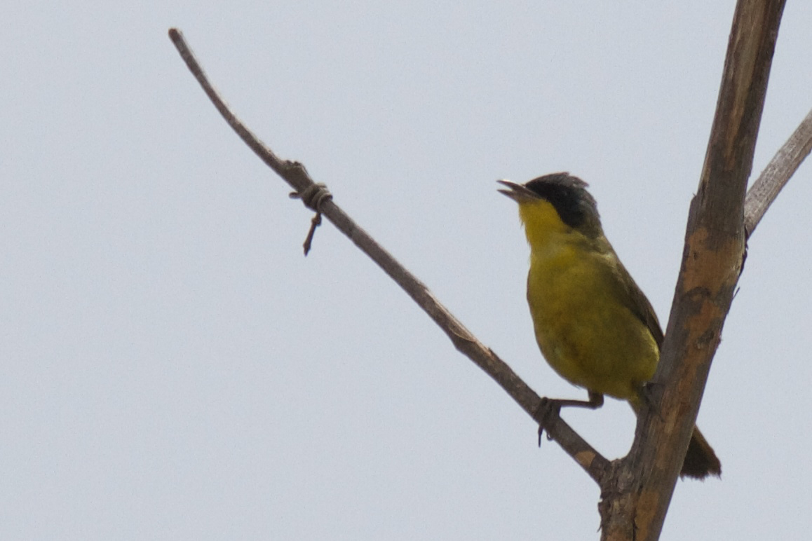 Southern Yellowthroat - ML119528121