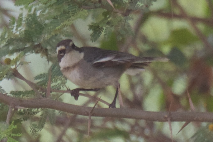 Ringed Warbling Finch - ML119528291