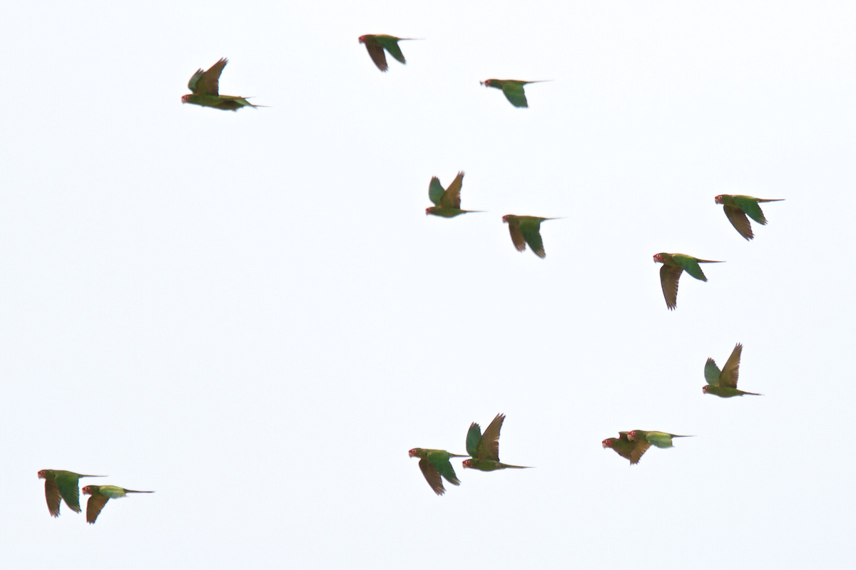 Aratinga Mitrada (grupo mitratus) - ML119528371