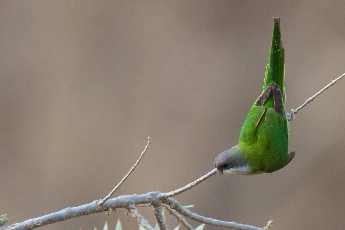 Monk Parakeet (Cliff) - ML119528451