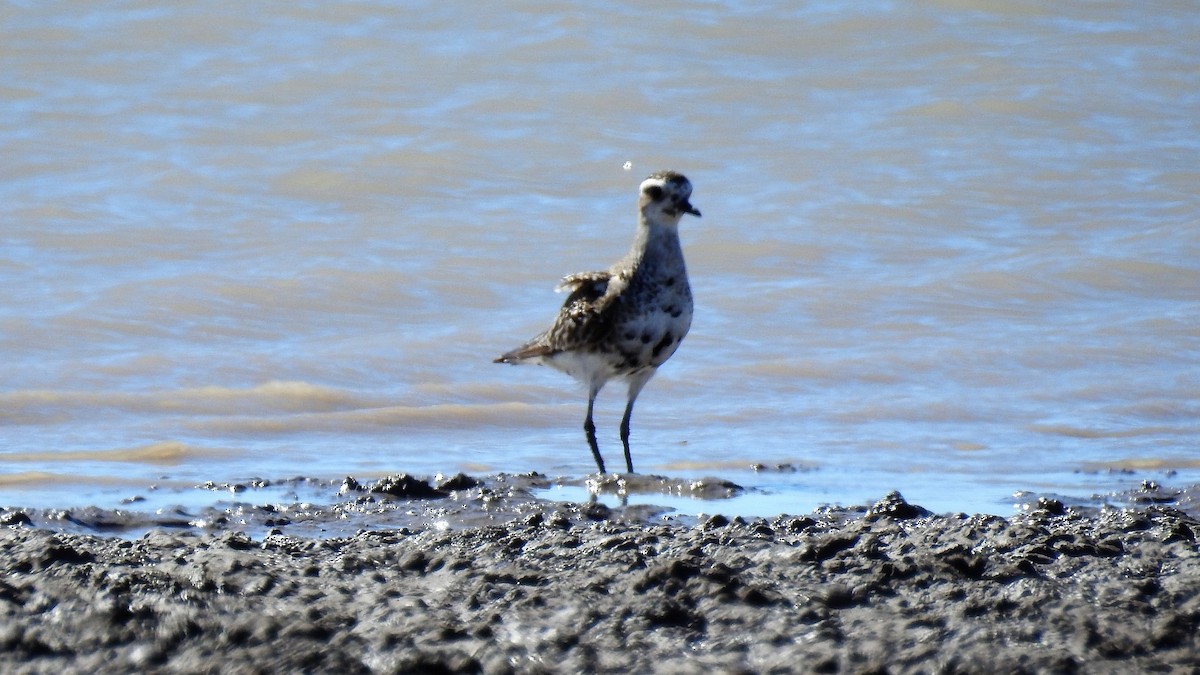 American Golden-Plover - ML119529051