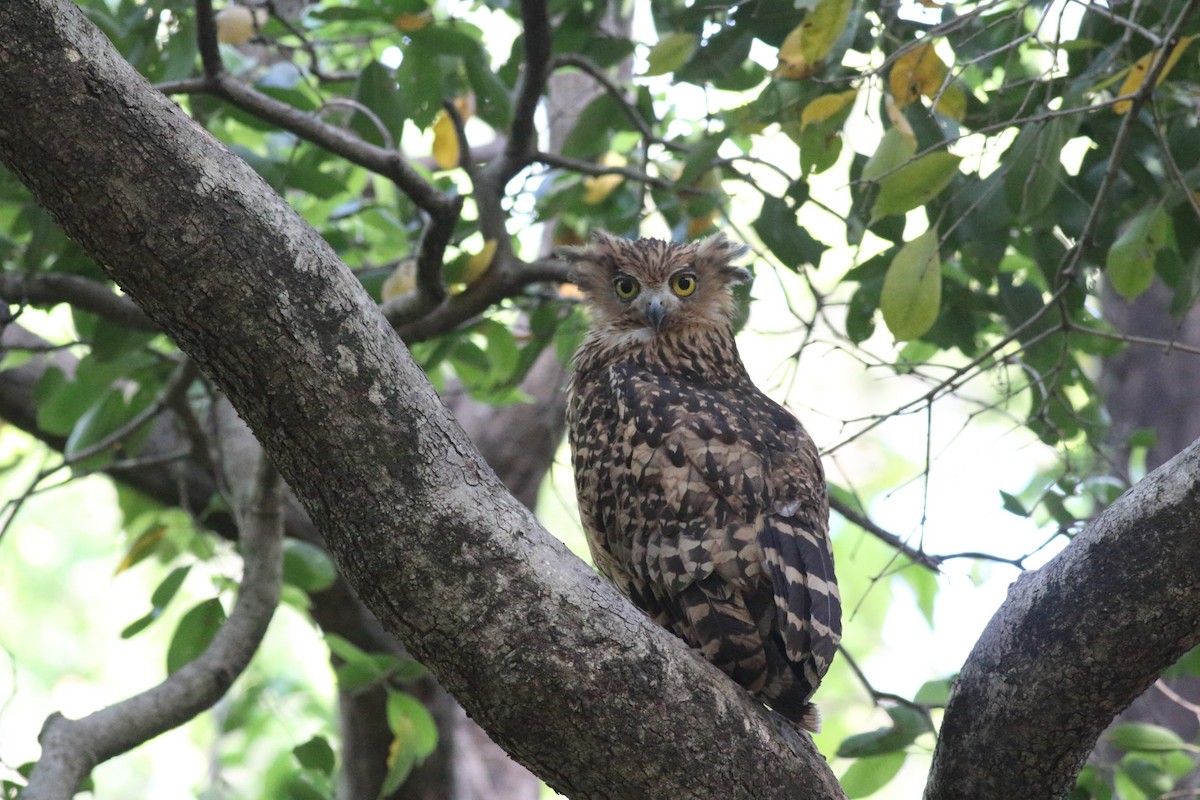 Tawny Fish-Owl - Chinmay Rahane