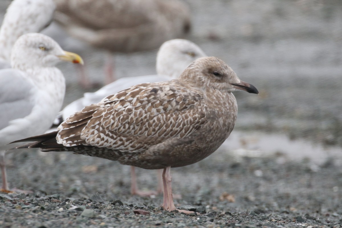 American Herring Gull - ML119530961