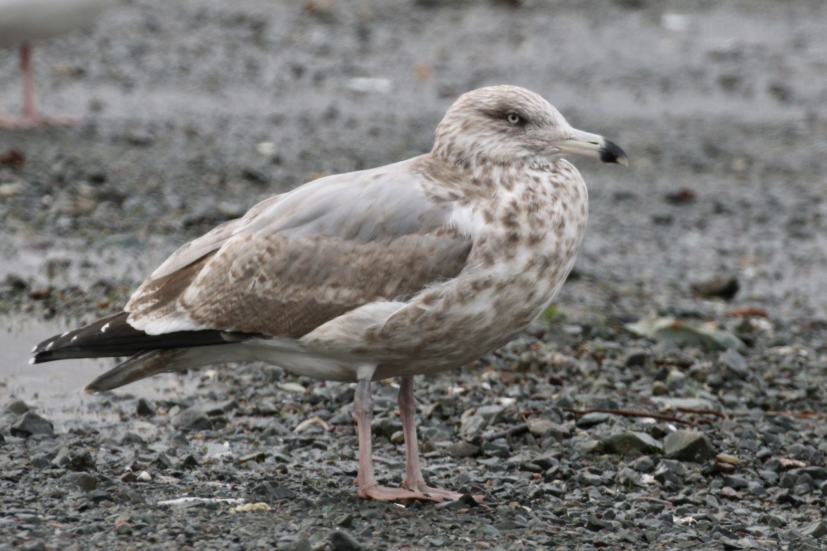 American Herring Gull - ML119531001