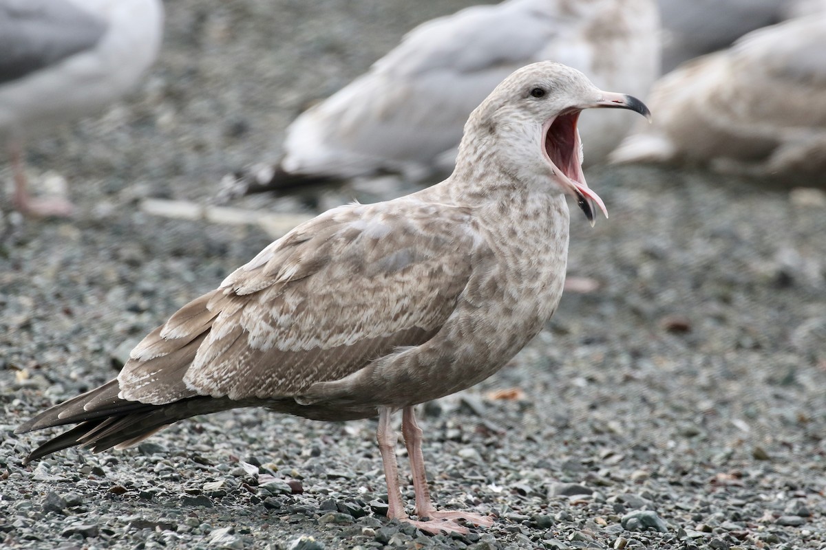 American Herring Gull - ML119531021