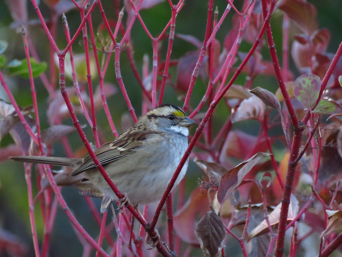 White-throated Sparrow - ML119532821