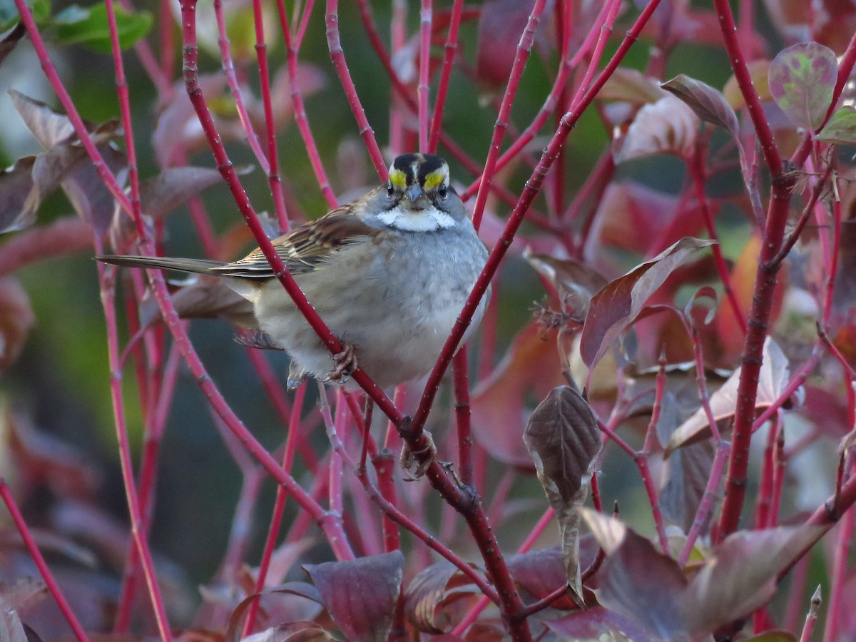 White-throated Sparrow - ML119532841